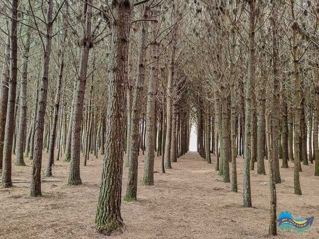 Bosques no Caminho do Vinho. 