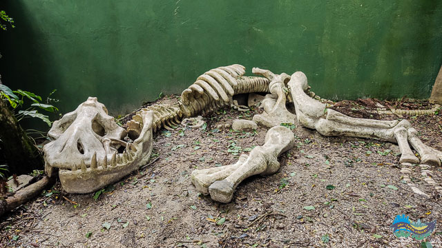 Fosseis de dinossauros. 