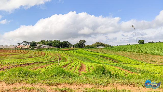 Plantações na Colônia Murici. 