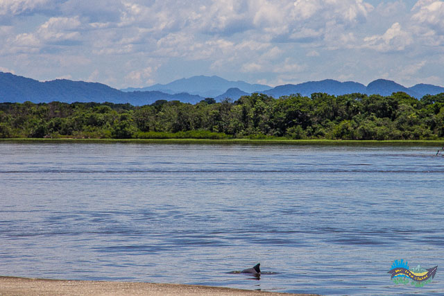 Golfinho na Ilha das Peças