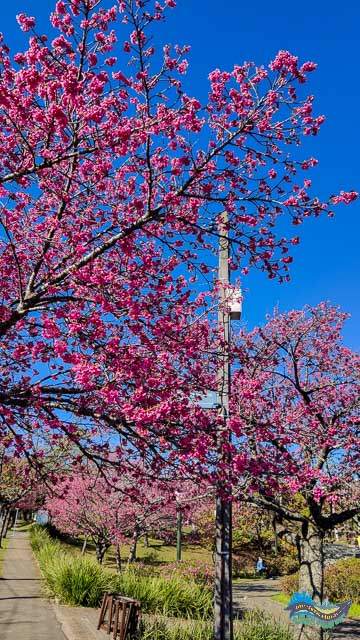 Onde ver a florada das cerejeiras em Curitiba! Espetáculo da natureza!