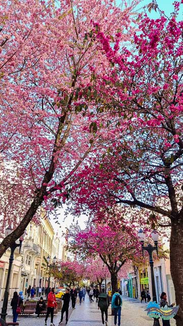 Calçadão da XV de Novembro Calçadão da XV de Novembro