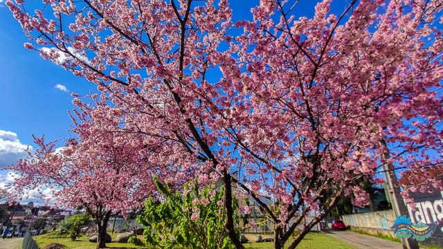 Cerejeiras em Curitiba Cerejeiras em Curitiba