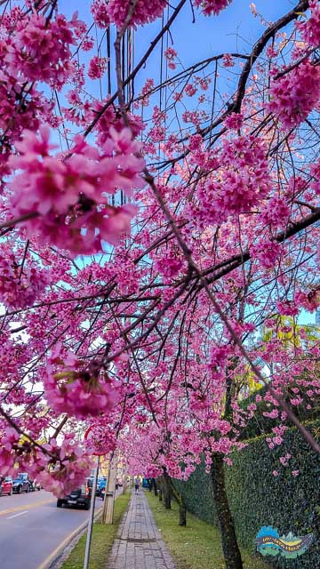 Onde ver a florada das cerejeiras em Curitiba! Onde ver a florada das cerejeiras em Curitiba!
