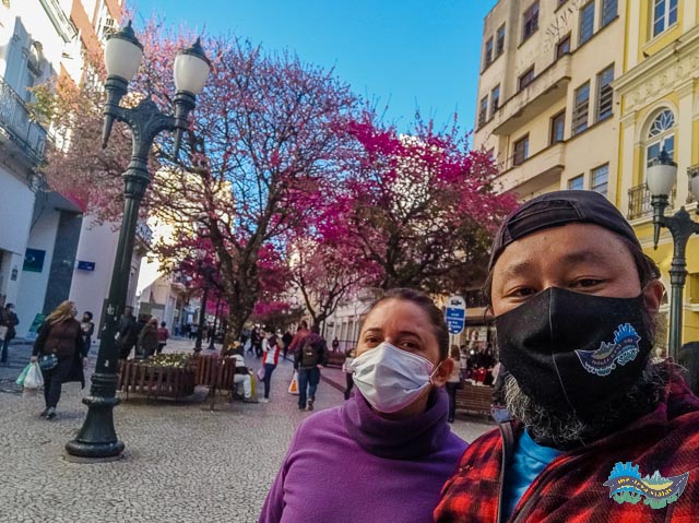 Em busca das cerejeiras. Cerejeiras.