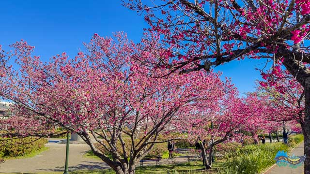 Onde ver cerejeiras em Curitiba
