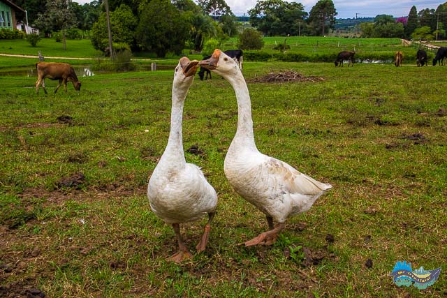 Cenário Rural. Cenário rural