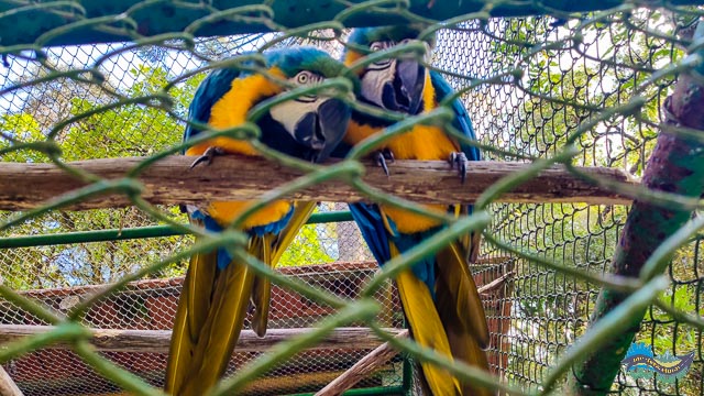 Animais resgatados - Ouro Fino. animais resgatados - Ouro Fino