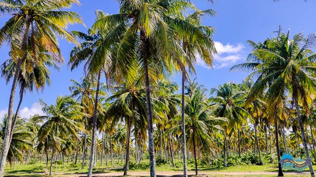 Coqueiros em Maracaípe 