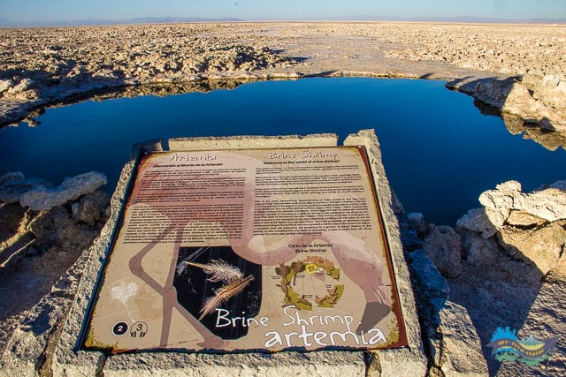 Artemia - alimento dos flamigos. 